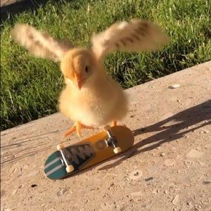 Meet your Posher, Ingrid